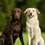 lab puppies for sale