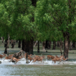 Sundarban tour