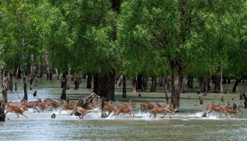 Sundarban tour