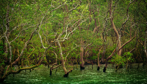 Sundarban tour package